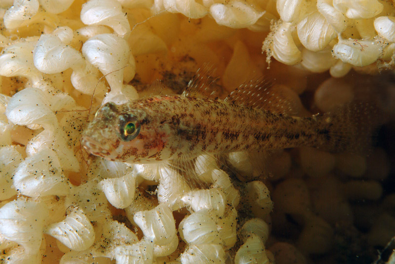 juvenile Gobius cruentatus (zona Porto Badisco LE)